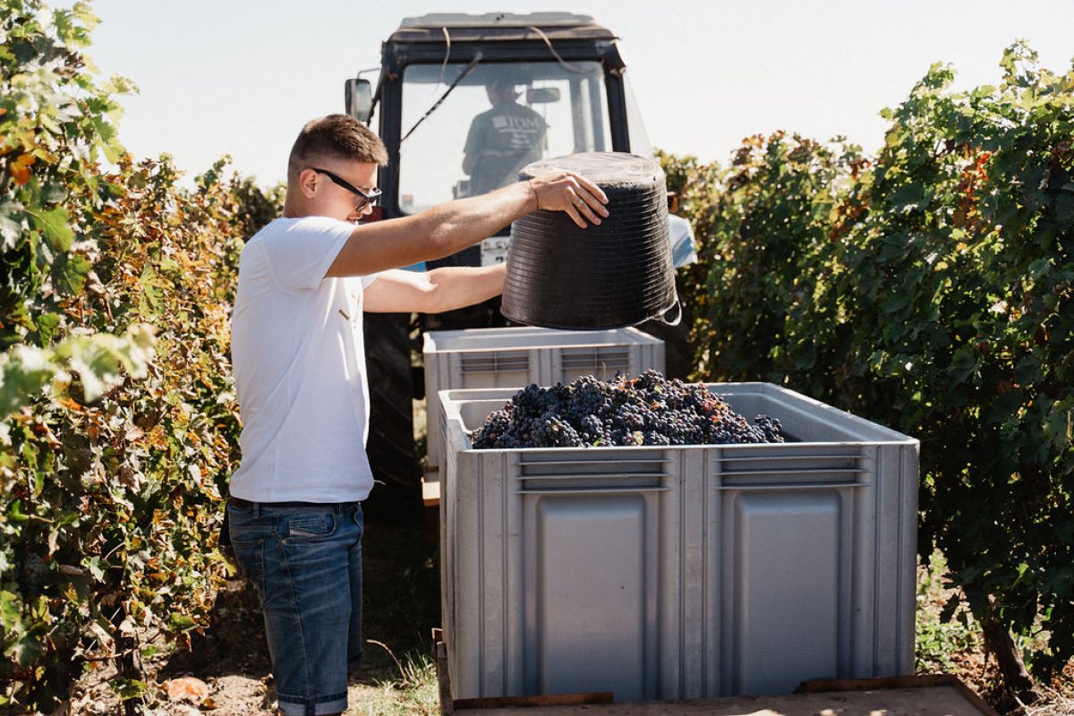 Grape harvesting & winemaking