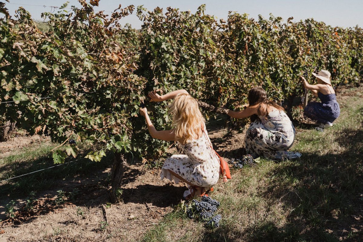 Grape harvesting & winemaking